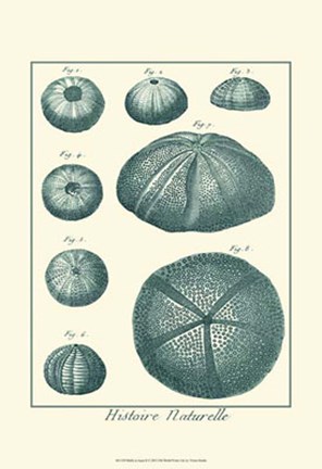 Framed Shells in Aqua II Print