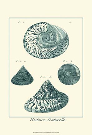 Framed Shells in Aqua IV Print
