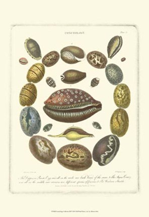 Framed Conchology Collection III Print