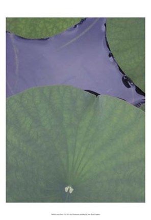 Framed Lotus Detail X Print
