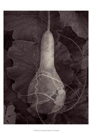 Framed Gourd III Print