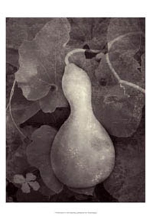 Framed Gourd V Print