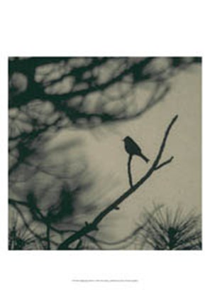 Framed Caligraphy Bird I Print