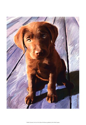 Framed Chocolate Lab Gus Print