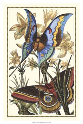 Framed Butterfly I Print