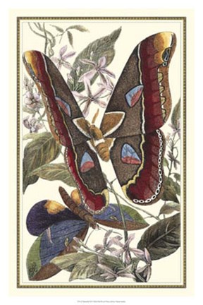 Framed Butterfly II Print