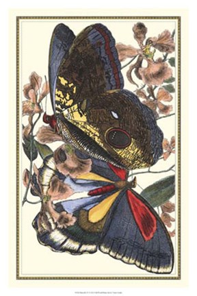 Framed Butterfly IV Print