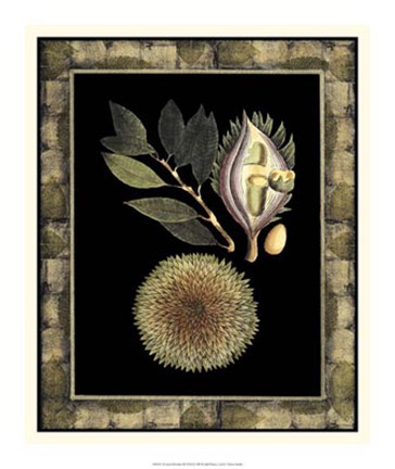 Framed Tropical Bounty III Print