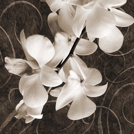 Framed Orchid &amp; Swirls I Print