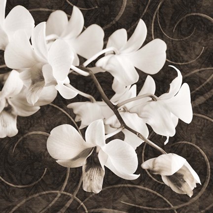 Framed Orchid &amp; Swirls II Print