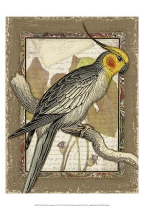 Framed Tropical Bird Composition IV Print