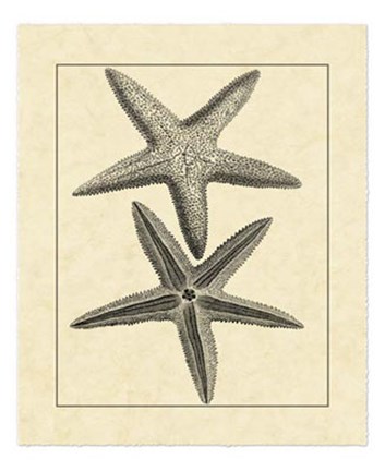 Framed Antique&amp;Deckle Vintage Starfish I Print