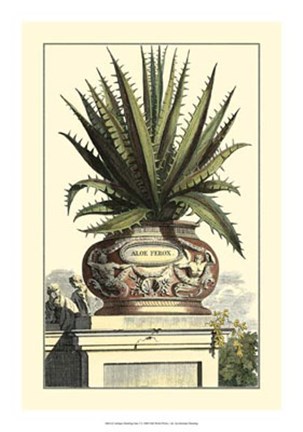 Framed Antique Munting Aloe I Print