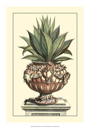 Framed Antique Munting Aloe IV Print