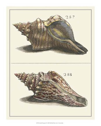 Framed Seashell Menagerie II Print