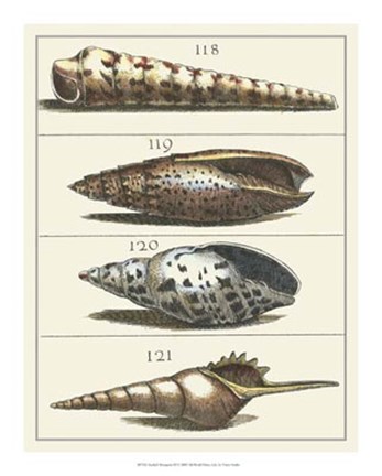 Framed Seashell Menagerie III Print