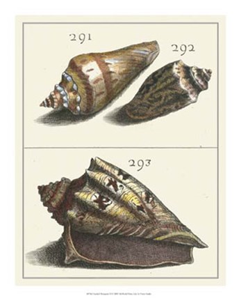 Framed Seashell Menagerie VI Print