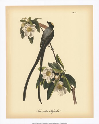 Fork-tailed Flycatcher by John James Audubon