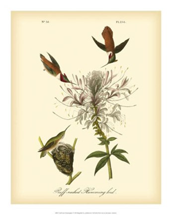 Framed Ruff-neck Hummingbird Print