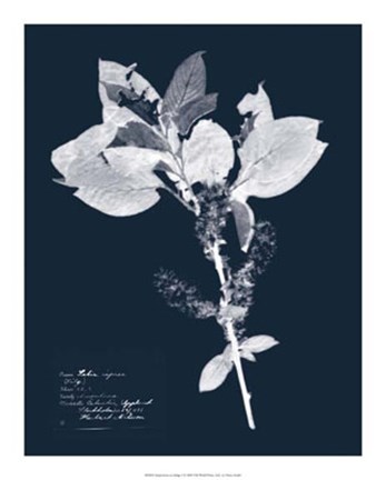 Framed Impressions on Indigo I Print