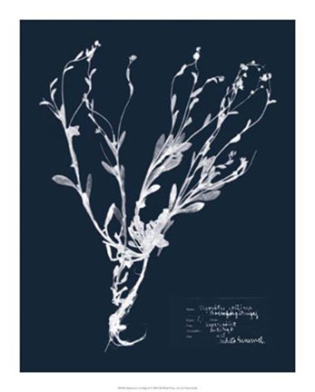 Framed Impressions on Indigo II Print