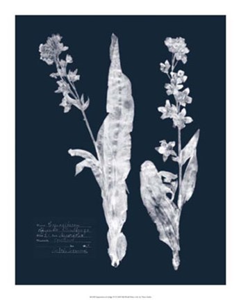 Framed Impressions on Indigo IV Print