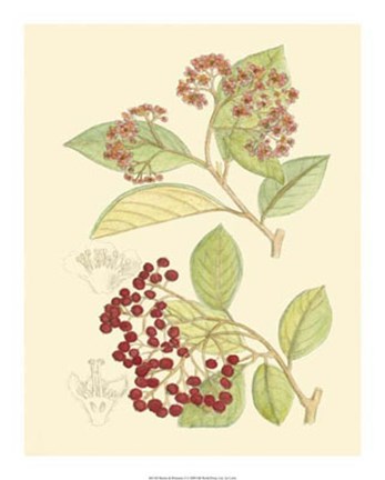 Framed Berries &amp; Blossoms II Print