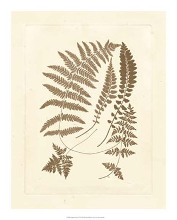 Framed Sepia Ferns II Print