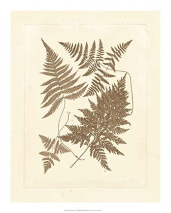Framed Sepia Ferns VI Print