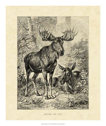 Framed Vintage Moose or Elk Print