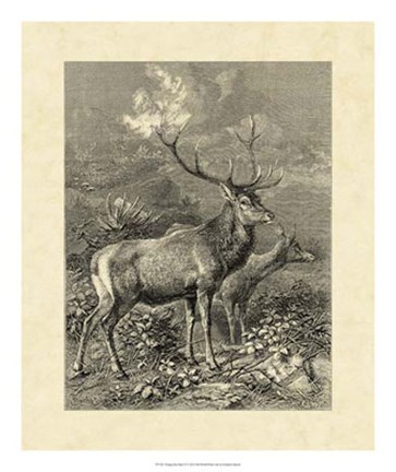 Framed Vintage Roe Deer II Print