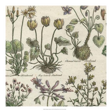 Framed Delicate Garden I Print