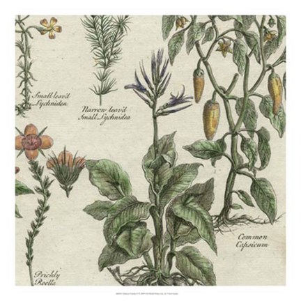 Framed Delicate Garden II Print