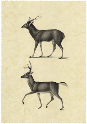 Framed Vintage Deer II Print