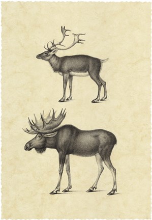 Framed Vintage Elk Print