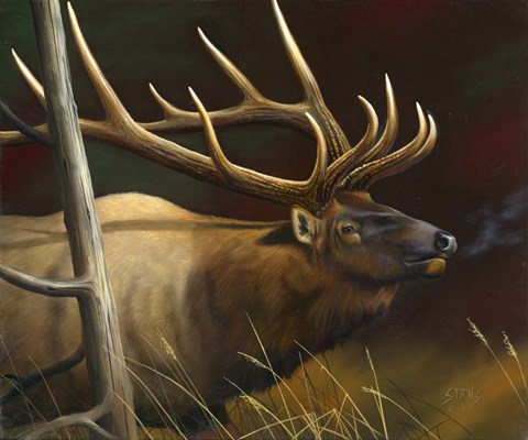 Framed Elk Portrait II Print