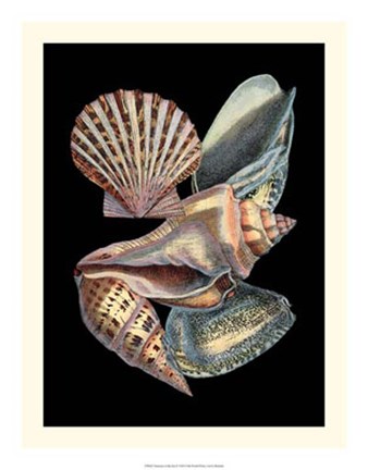 Framed Treasures of the Sea II Print