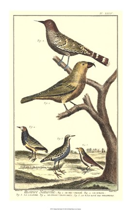 Framed Bird Family II Print