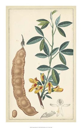 Framed Tropical Infusion IV Print