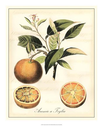 Framed Tuscan Fruits III Print