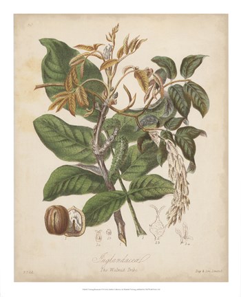 Framed Botanicals VI Print