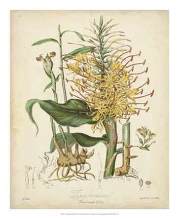 Framed Botanicals VII Print