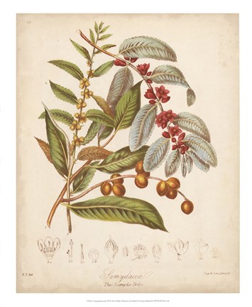 Framed Botanicals VIII Print