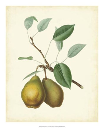 Framed Plantation Pears II Print
