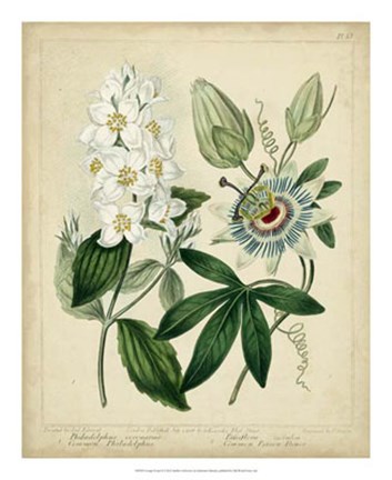 Framed Cottage Florals II Print