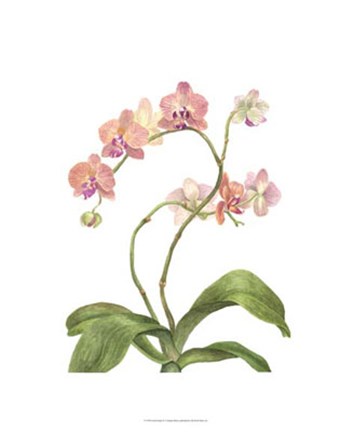 Framed Orchid Study IV Print
