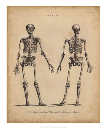 Framed Anatomy Study I Print