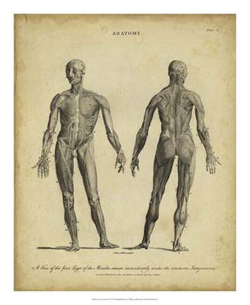 Framed Anatomy Study IV Print