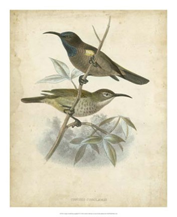 Framed Antique Gould Hummingbird IV Print