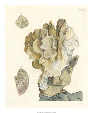 Framed Antique Coral IV Print